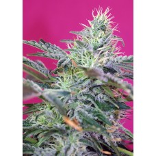 Sweet Cheese Auto Feminised Seeds Sweet Cheese Auto Feminised Seeds