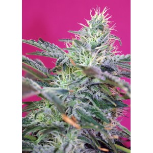 Sweet Cheese Auto Feminised Seeds Sweet Cheese Auto Feminised Seeds