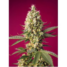 Skywalker OG Runtz XL Auto Feminised Seeds Skywalker OG Runtz XL Auto Feminised Seeds