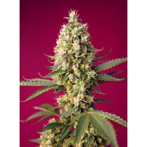 Skywalker OG Runtz XL Auto Feminised Seeds Skywalker OG Runtz XL Auto Feminised Seeds