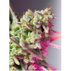 Sweet Mimosa XL Auto Feminised Seeds Sweet Mimosa XL Auto Feminised Seeds