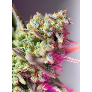 Sweet Mimosa XL Auto Feminised Seeds