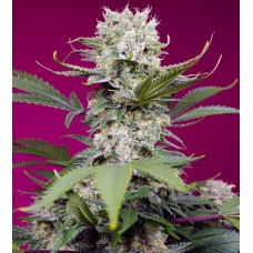 Sweet Mandarine Zkittlez XL Auto Feminised Seeds Sweet Mandarine Zkittlez XL Auto Feminised Seeds