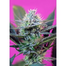 Speed + Auto Feminised Seeds Speed + Auto Feminised Seeds