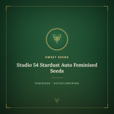 Studio 54 Stardust Auto Feminised Seeds Studio 54 Stardust Auto Feminised Seeds
