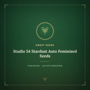 Studio 54 Stardust Auto Feminised Seeds Studio 54 Stardust Auto Feminised Seeds