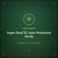 Super Boof XL Auto Feminised Seeds Super Boof XL Auto Feminised Seeds