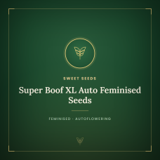 Super Boof XL Auto Feminised Seeds Super Boof XL Auto Feminised Seeds