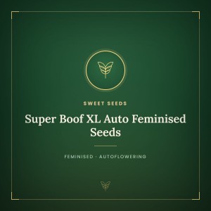 Super Boof XL Auto Feminised Seeds Super Boof XL Auto Feminised Seeds