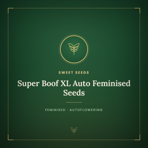 Super Boof XL Auto Feminised Seeds Super Boof XL Auto Feminised Seeds