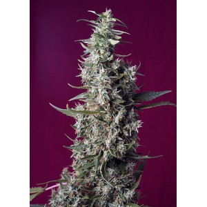 Sweet Cherry Pie Feminised Seeds Sweet Cherry Pie Feminised Seeds