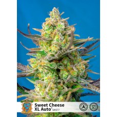 Sweet Cheese XL Auto Feminised Seeds Sweet Cheese XL Auto Feminised Seeds