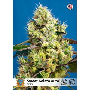 Sweet Gelato Auto Feminised Seeds Sweet Gelato Auto Feminised Seeds