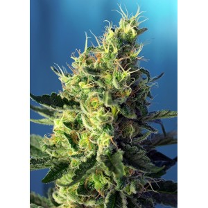Sweet Pure CBD Feminised Seeds Sweet Pure CBD Feminised Seeds