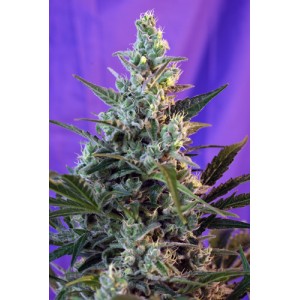 Sweet Skunk Auto Feminised Seeds Sweet Skunk Auto Feminised Seeds