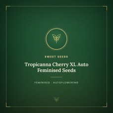 Tropicanna Cherry XL Auto Feminised Seeds Tropicanna Cherry XL Auto Feminised Seeds