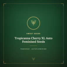 Tropicanna Cherry XL Auto Feminised Seeds Tropicanna Cherry XL Auto Feminised Seeds