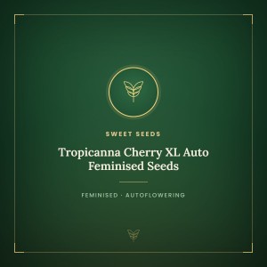 Tropicanna Cherry XL Auto Feminised Seeds Tropicanna Cherry XL Auto Feminised Seeds