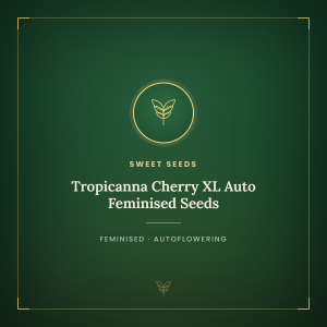 Tropicanna Cherry XL Auto Feminised Seeds Tropicanna Cherry XL Auto Feminised Seeds