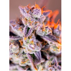 Tropicanna Poison XL Auto Feminised Seeds Tropicanna Poison XL Auto Feminised Seeds