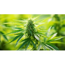 Amnesia Feminised Seeds - BULK x 100 Amnesia Feminised Seeds - BULK x 100