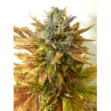 Sour Diesel Auto Feminised Seeds - Bulk x 100 Sour Diesel Auto Feminised Seeds - Bulk x 100