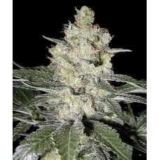 Bruce Banner Auto Feminised Seeds - BULK x 100 Bruce Banner Auto Feminised Seeds - BULK x 100