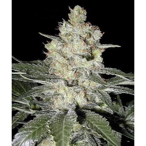 Bruce Banner Auto Feminised Seeds - BULK x 100 Bruce Banner Auto Feminised Seeds - BULK x 100
