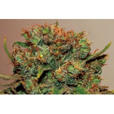 Big Bud Auto Feminised Seeds - BULK x 100 Big Bud Auto Feminised Seeds - BULK x 100