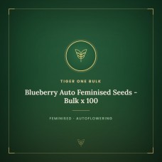 Blueberry Auto Feminised Seeds - Bulk x 100 Blueberry Auto Feminised Seeds - Bulk x 100