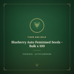 Blueberry Auto Feminised Seeds - Bulk x 100 Blueberry Auto Feminised Seeds - Bulk x 100