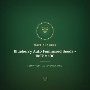 Blueberry Auto Feminised Seeds - Bulk x 100 Blueberry Auto Feminised Seeds - Bulk x 100