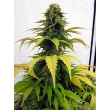 Blueberry Feminised Seeds - Bulk x 100 Blueberry Feminised Seeds - Bulk x 100