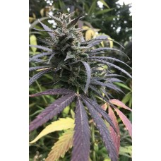 Blue Dream FAST Feminised Seeds - BULK x 100 Blue Dream FAST Feminised Seeds - BULK x 100