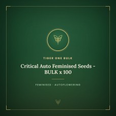 Critical Auto Feminised Seeds - BULK x 100 Critical Auto Feminised Seeds - BULK x 100