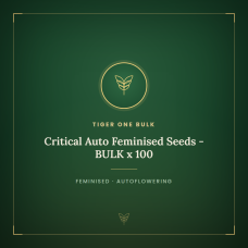 Critical Auto Feminised Seeds - BULK x 100 Critical Auto Feminised Seeds - BULK x 100