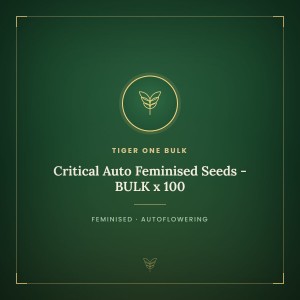 Critical Auto Feminised Seeds - BULK x 100 Critical Auto Feminised Seeds - BULK x 100