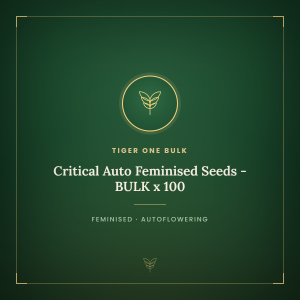Critical Auto Feminised Seeds - BULK x 100 Critical Auto Feminised Seeds - BULK x 100