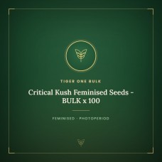 Critical Kush Feminised Seeds - BULK x 100