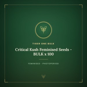 Critical Kush Feminised Seeds - BULK x 100