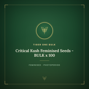 Critical Kush Feminised Seeds - BULK x 100 Critical Kush Feminised Seeds - BULK x 100