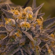 Death Star Feminised Seeds - BULK x 100 Death Star Feminised Seeds - BULK x 100