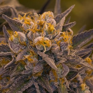 Death Star Feminised Seeds - BULK x 100 Death Star Feminised Seeds - BULK x 100