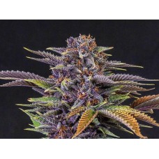 Forbidden Fruit Feminised Seeds - BULK x 100 Forbidden Fruit Feminised Seeds - BULK x 100