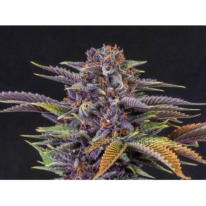 Forbidden Fruit Feminised Seeds - BULK x 100 Forbidden Fruit Feminised Seeds - BULK x 100