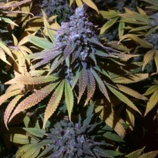 Grandaddy Purple FAST Feminised Seeds - BULK x 100 Grandaddy Purple FAST Feminised Seeds - BULK x 100