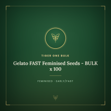 Gelato FAST Feminised Seeds - BULK x 100 Gelato FAST Feminised Seeds - BULK x 100