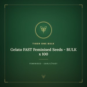 Gelato FAST Feminised Seeds - BULK x 100 Gelato FAST Feminised Seeds - BULK x 100