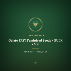 Gelato FAST Feminised Seeds - BULK x 100 Gelato FAST Feminised Seeds - BULK x 100