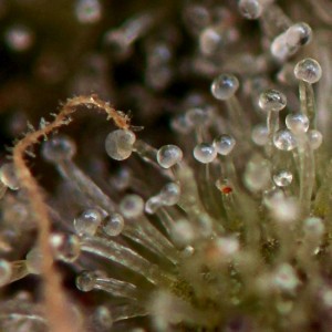 Gorilla Glue Auto Feminised Seeds - BULK x 100 Gorilla Glue Auto Feminised Seeds - BULK x 100